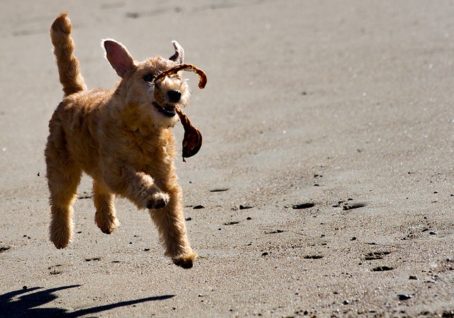 Five Star Holiday For You And Your Dog With Britain’s Finest